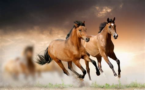 wallpaper horse pictures|Howzat! Eye.